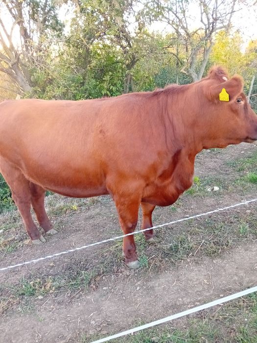 De vânzare Juninca angus