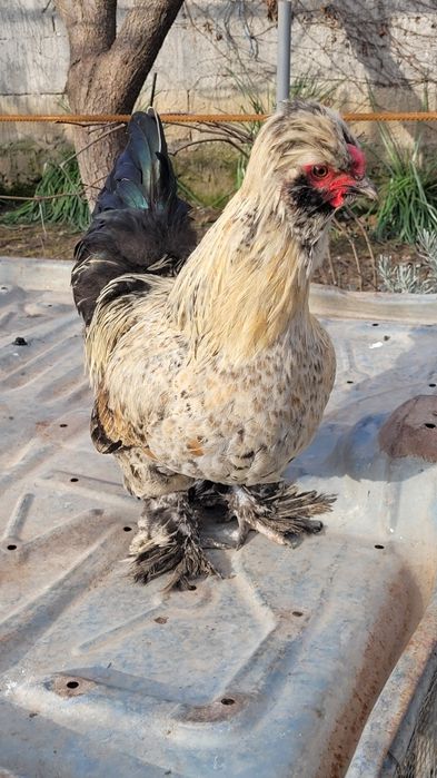 Cocosi motati încălțați bărboși.