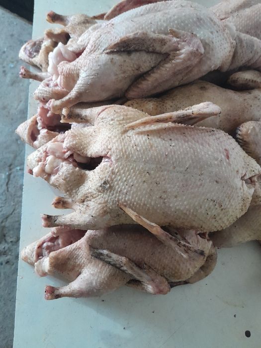 Мясо индоутки шипуны продаются