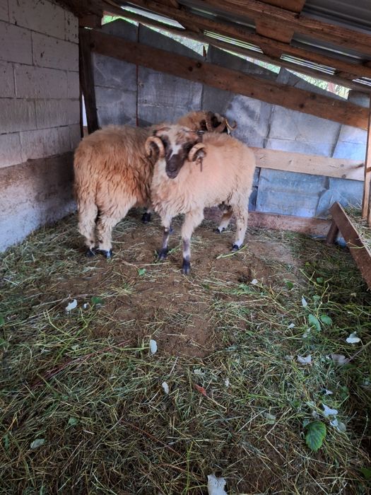 Berbeci de vanzare .