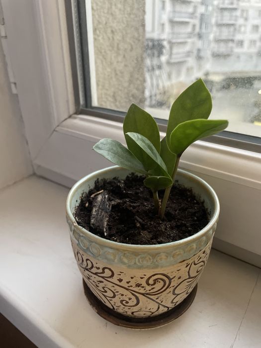 Комнатные цветы