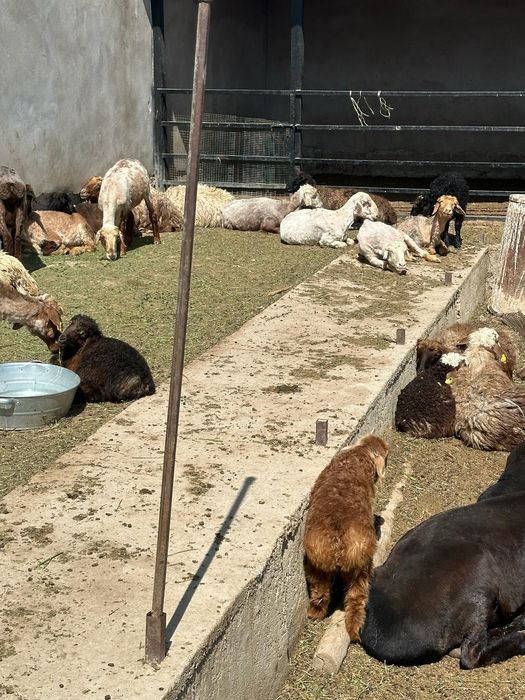 Козылы койлар сатылыды