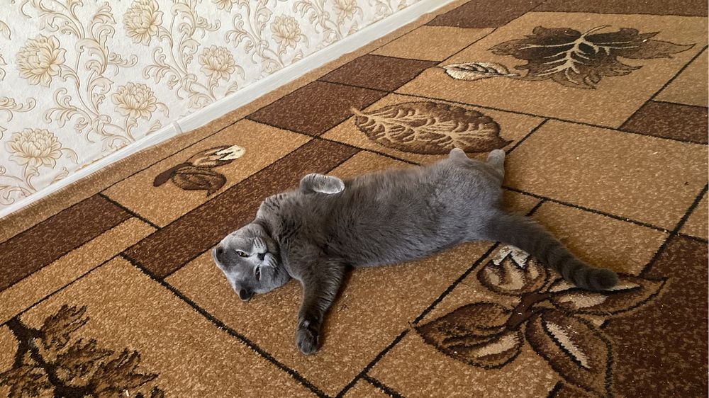 Нужна кошка на вязку