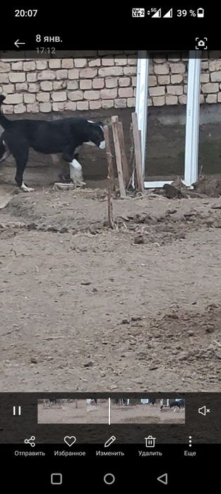 Срочно обмен 1,5 жасар ургашы