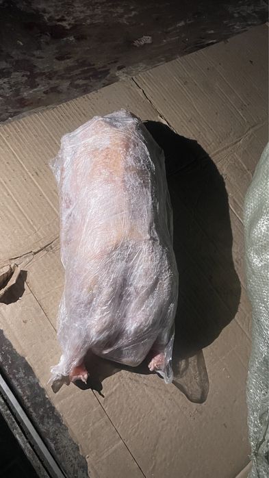 Продам гусей домашних