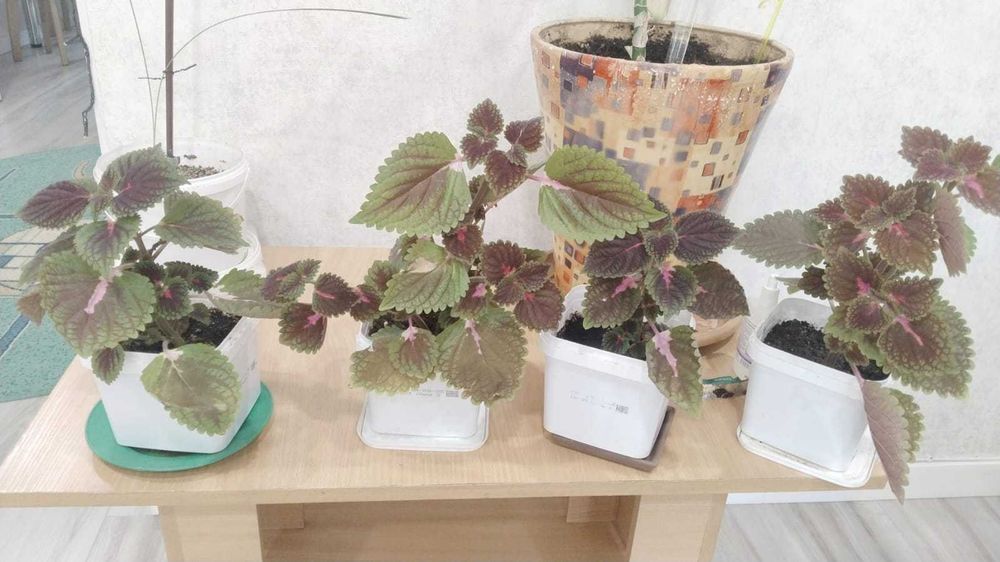 Продам комнатные цветы