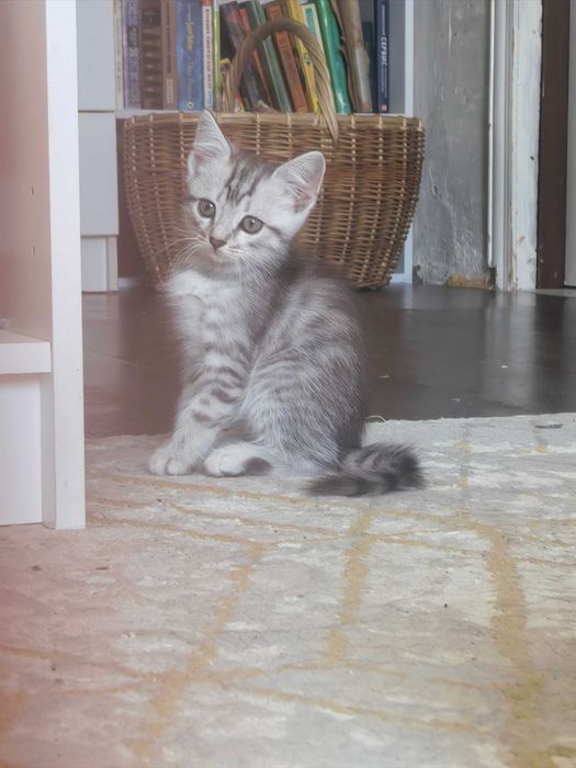 Котята, мама скотиш фолд