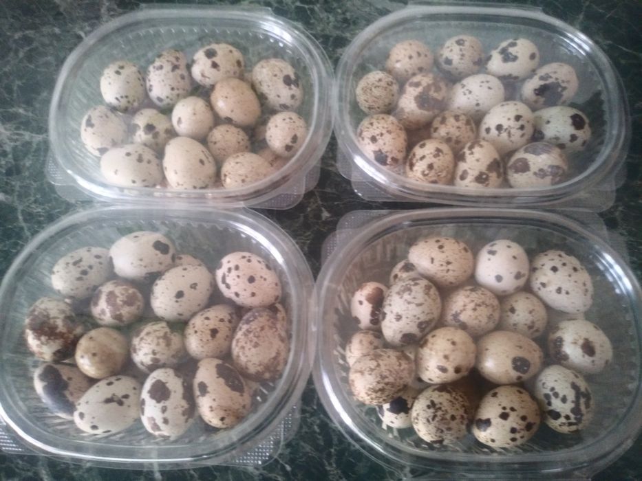 Яйцо перепела яицо жұмыртқа бөдене