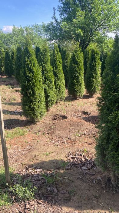 Tuia de vanzare Hunedoara