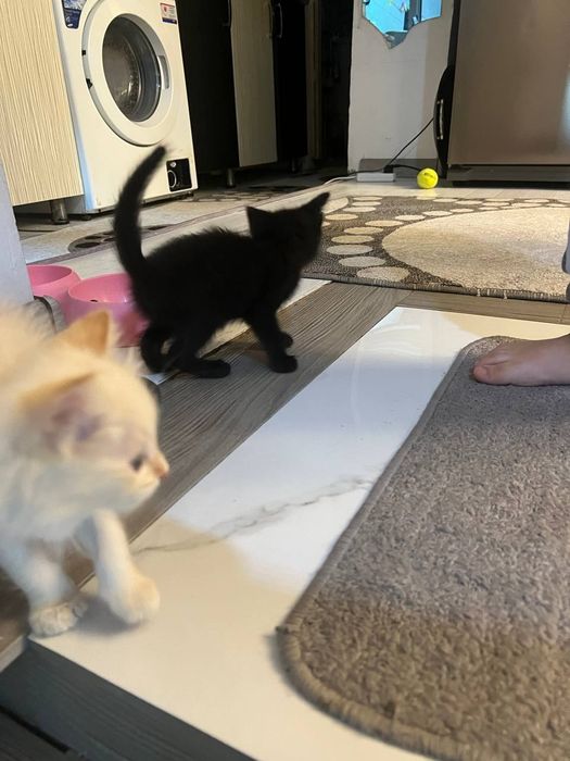 Катята пародистый