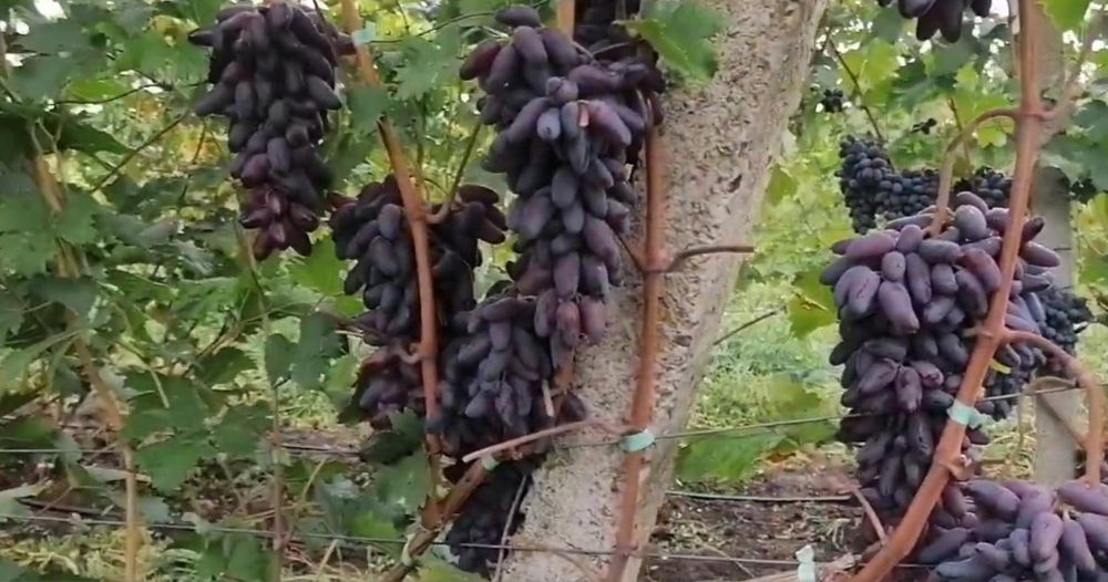 УЗУМ кучатларимизни 35 хил сорти бор сортига кафолат берамиз