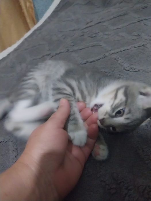 Отдам котенка бесплатно