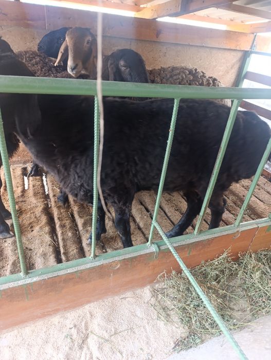 Бараны жирные на откорме