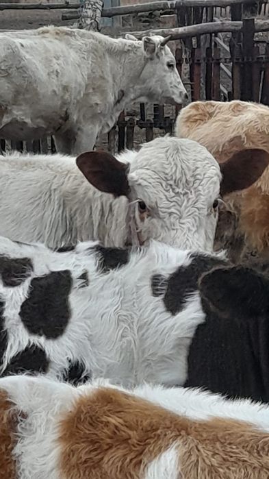 Продам бычков симентал 1 год