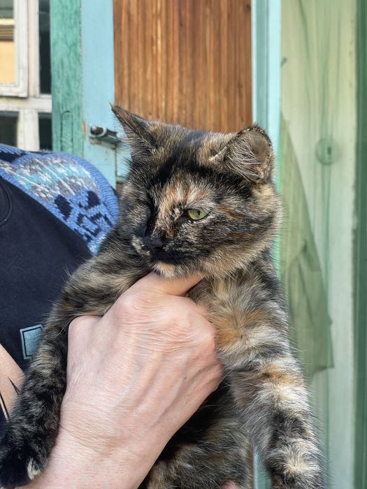Котенок (девочка)