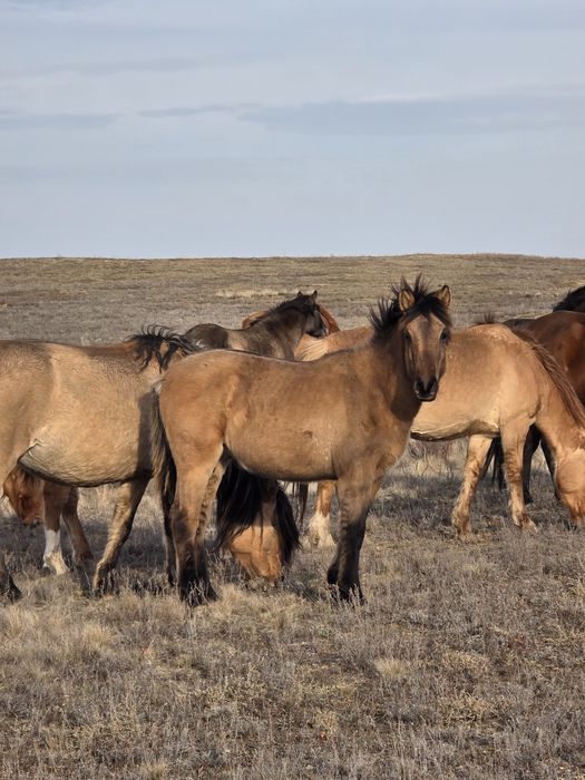 Продам жеребят 2025г