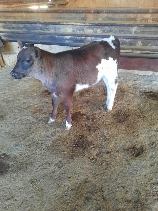 Продам тёлочку бычка