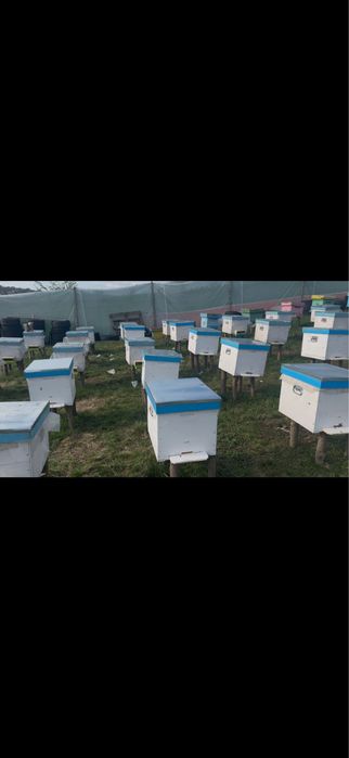 lazi apicole, rame crescute 3/4