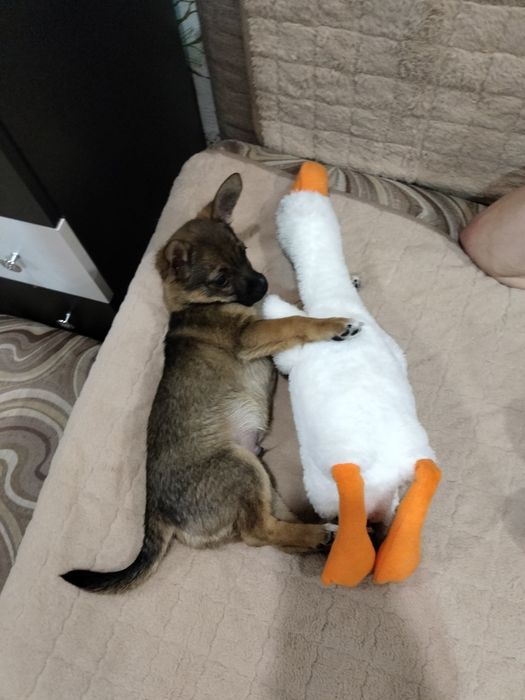 Отдам в добрую семью