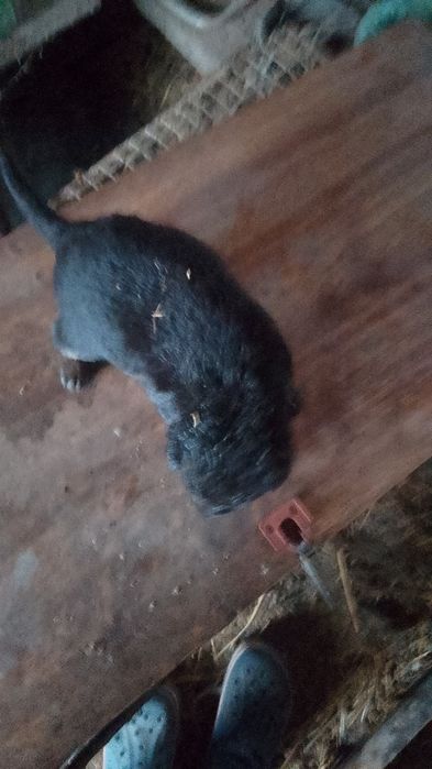 Продам два щенка