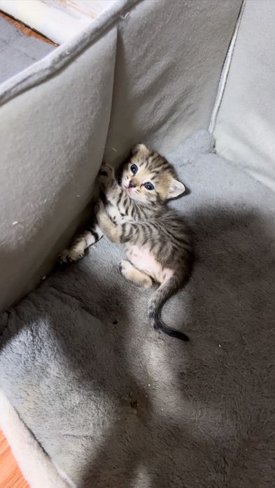 Продам милых котят