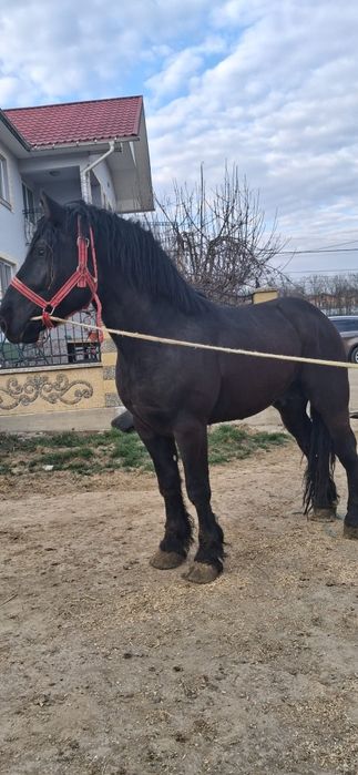 Vând mânz semi greu