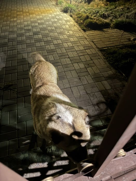 Найден Алабай в районе Коксай