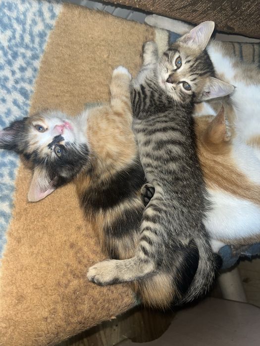 отдам котят бесплатно