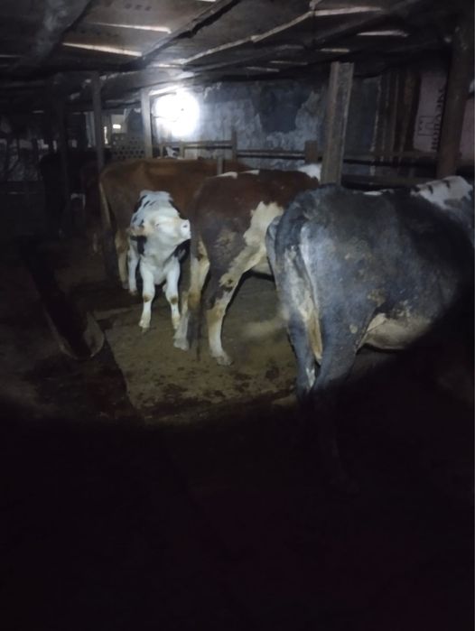 Продаються коровы