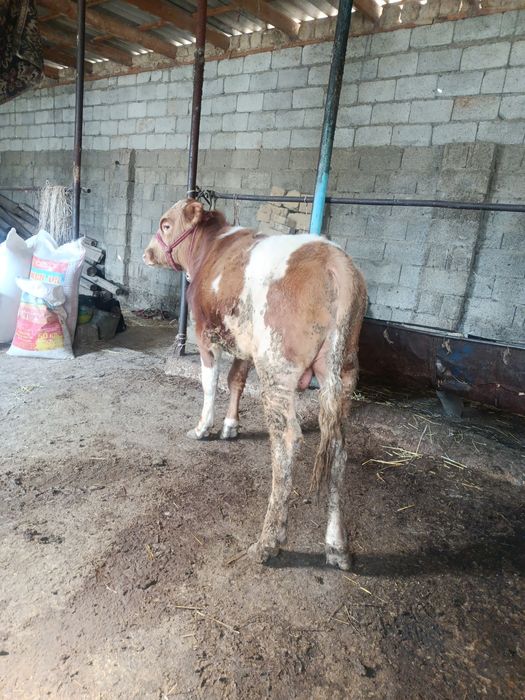 Буқа сатылады аа