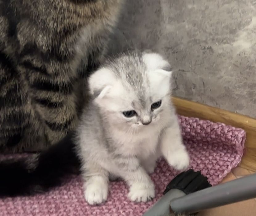 котенок Scottish Fold(девочка)