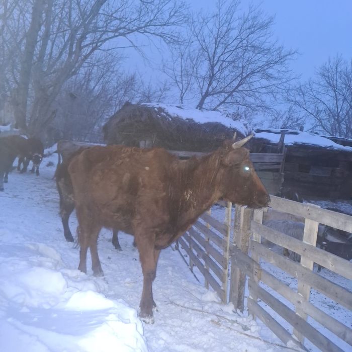 2 бас сиыр 5 бас падцостар