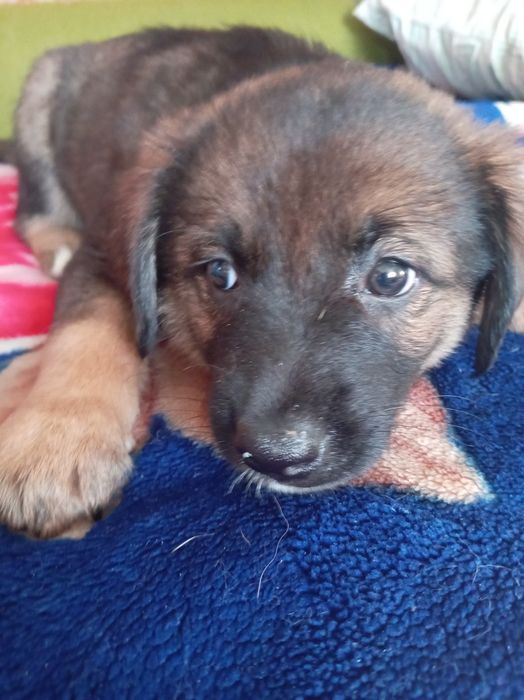 Отдодим в добрые руки