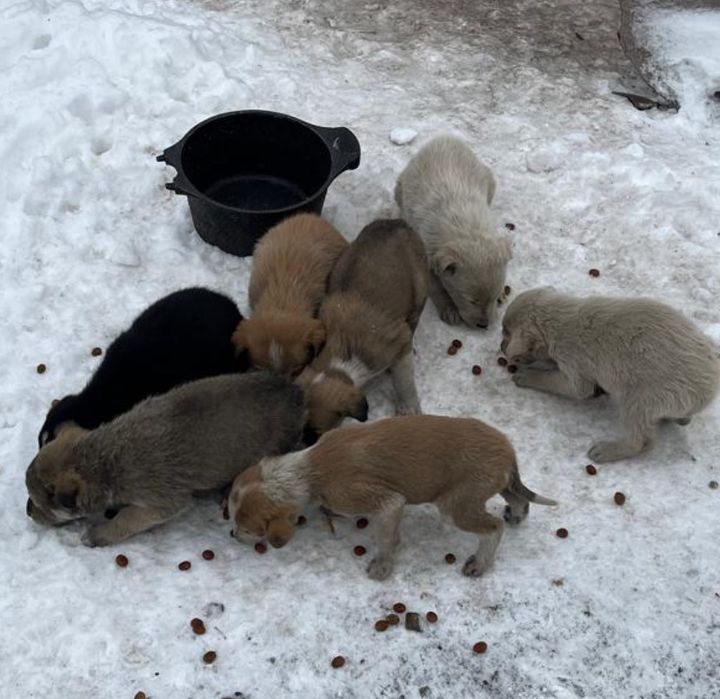 Щенки , собаки высокие дворняги в городе Караганда