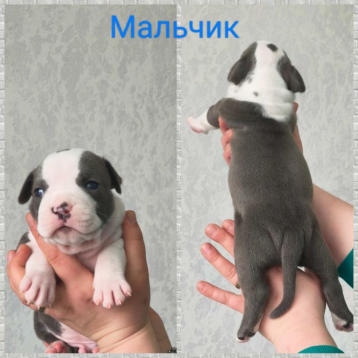 Щенки Американский Стаффордширский Терьер