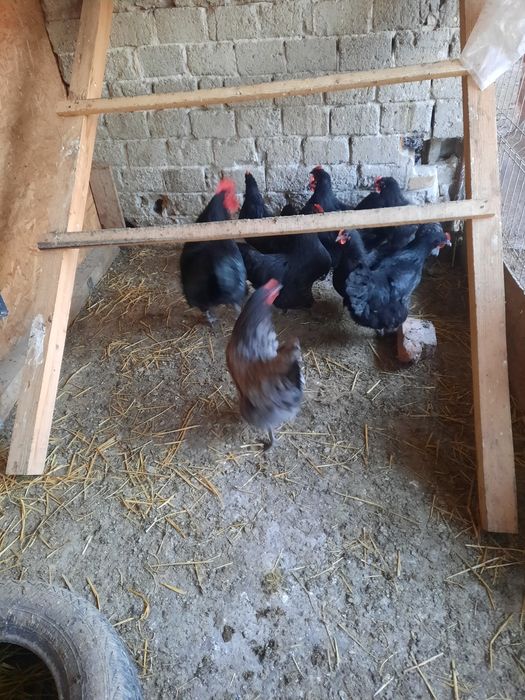 Oua de australorp