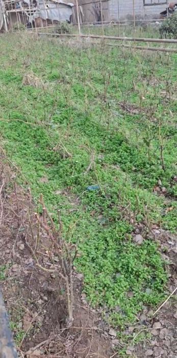 “черный магия” atirgul ko’chatlari