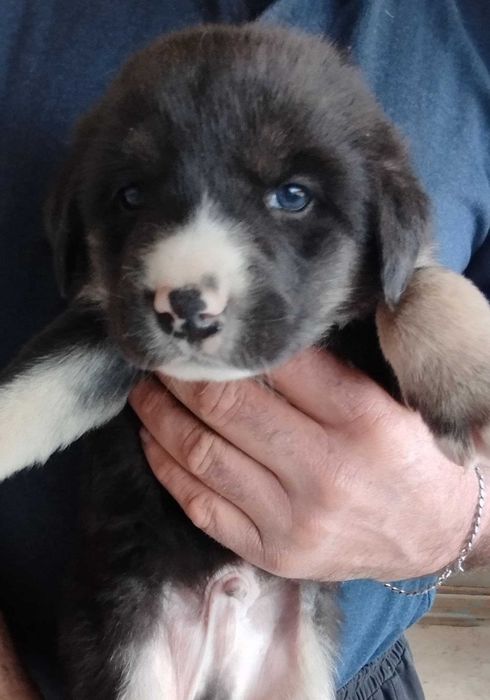 Отдам щенят в добрые руки