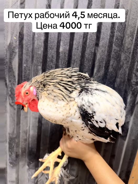 Продам молодых петухов
