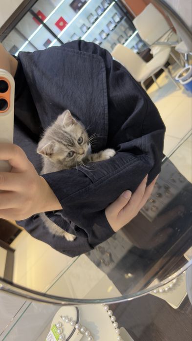 Шотландский котёнок, мальчик