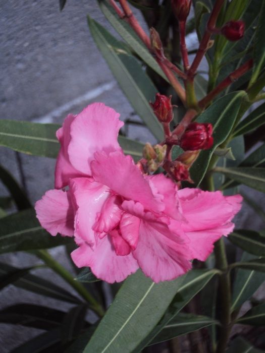 Зокум - различни цветове и големини закум, лян олеандър