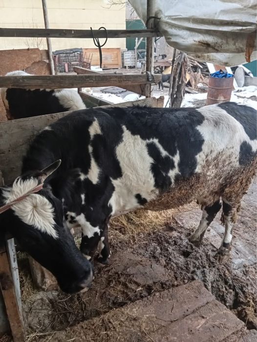 Продам корову на откорме