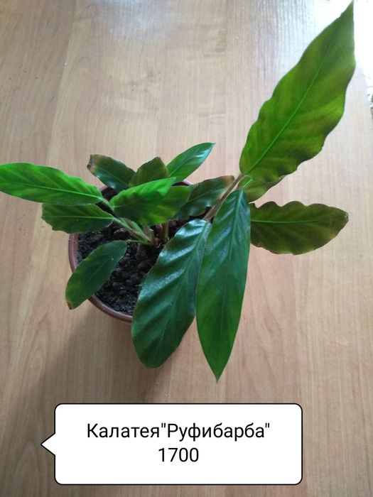 Продам комнатные цветы