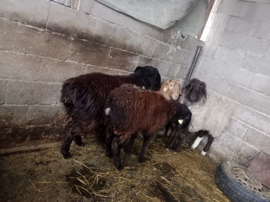 Продам баран толстых