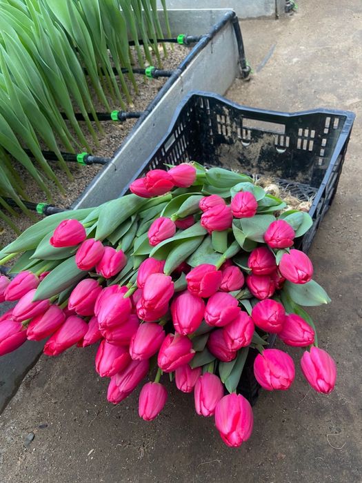 Тюльпаны оптом от производителя (голландские сорта)