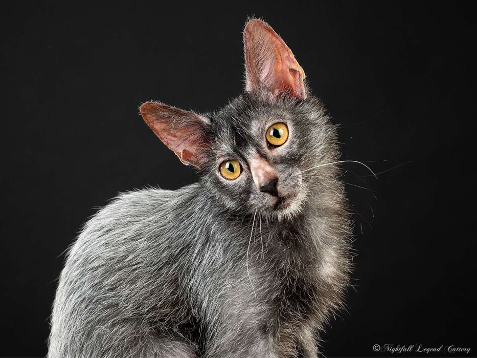 Lykoi cu pedigree (diferit de Sphynx)