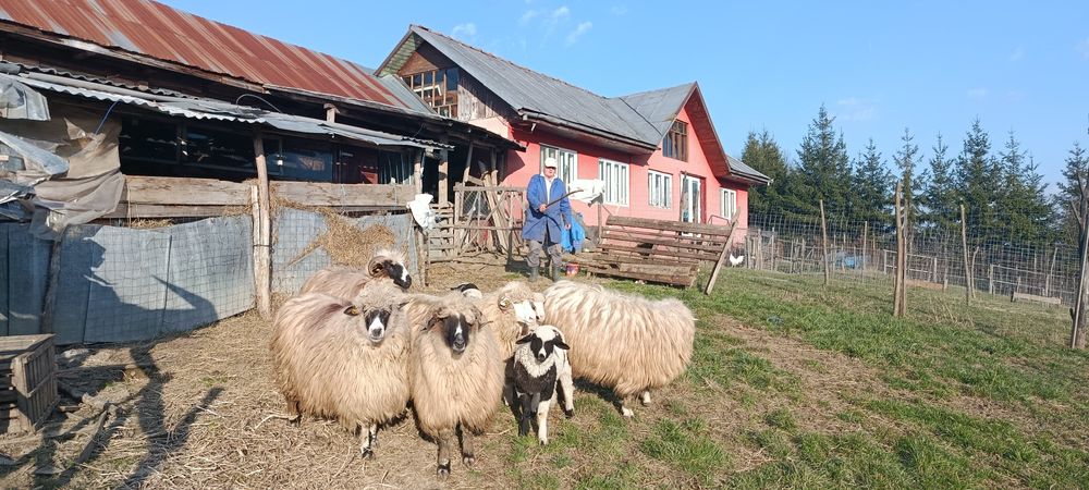 5 oi și 4 miei de vânzare