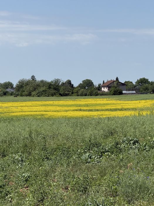 Teren intravilan Periș ilfov 5000mp2