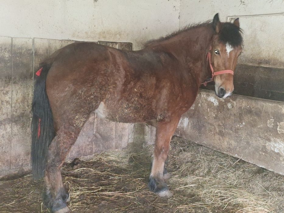 Manza de 2 ani de vânzare