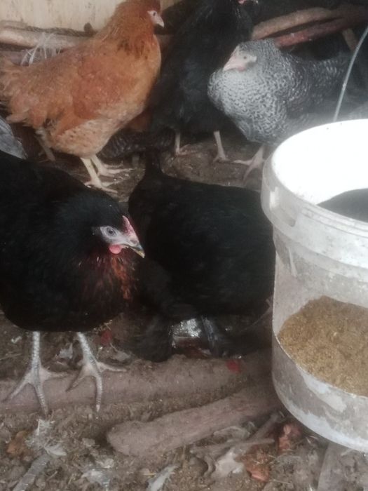 Куры продам молодой
